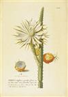 (BOTANICAL.) Trew, Christoph Jacob; and Ehret, Georg Dionysius. Seven of the finest engravings from Plantae Selectae,